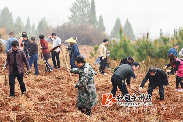 九游在线老师们热火朝天地挥锄种金槐