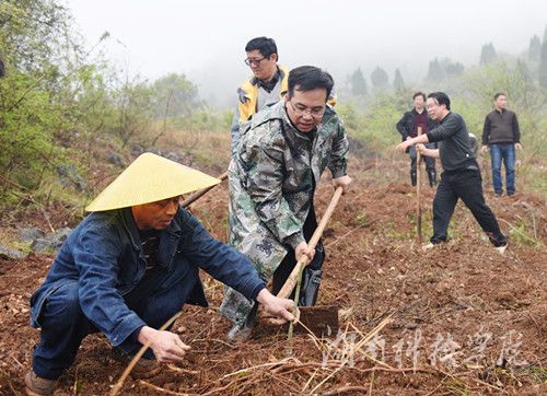 九游在线党委书记陈弘与潮水铺村村支书一同种下金槐树苗。